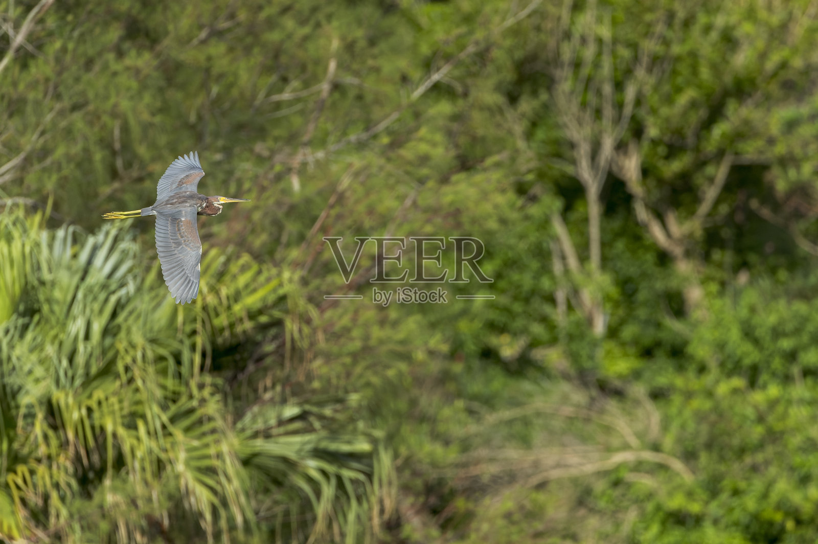 三色鹭，白鹭照片摄影图片