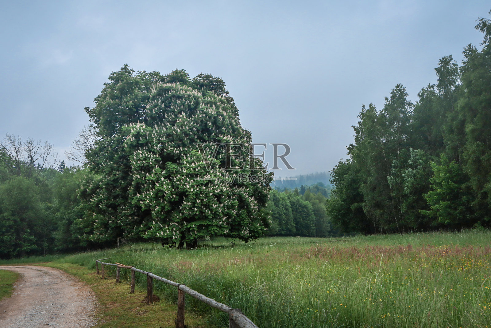 七叶树:一棵在乡间小路旁开着花的大七叶树照片摄影图片