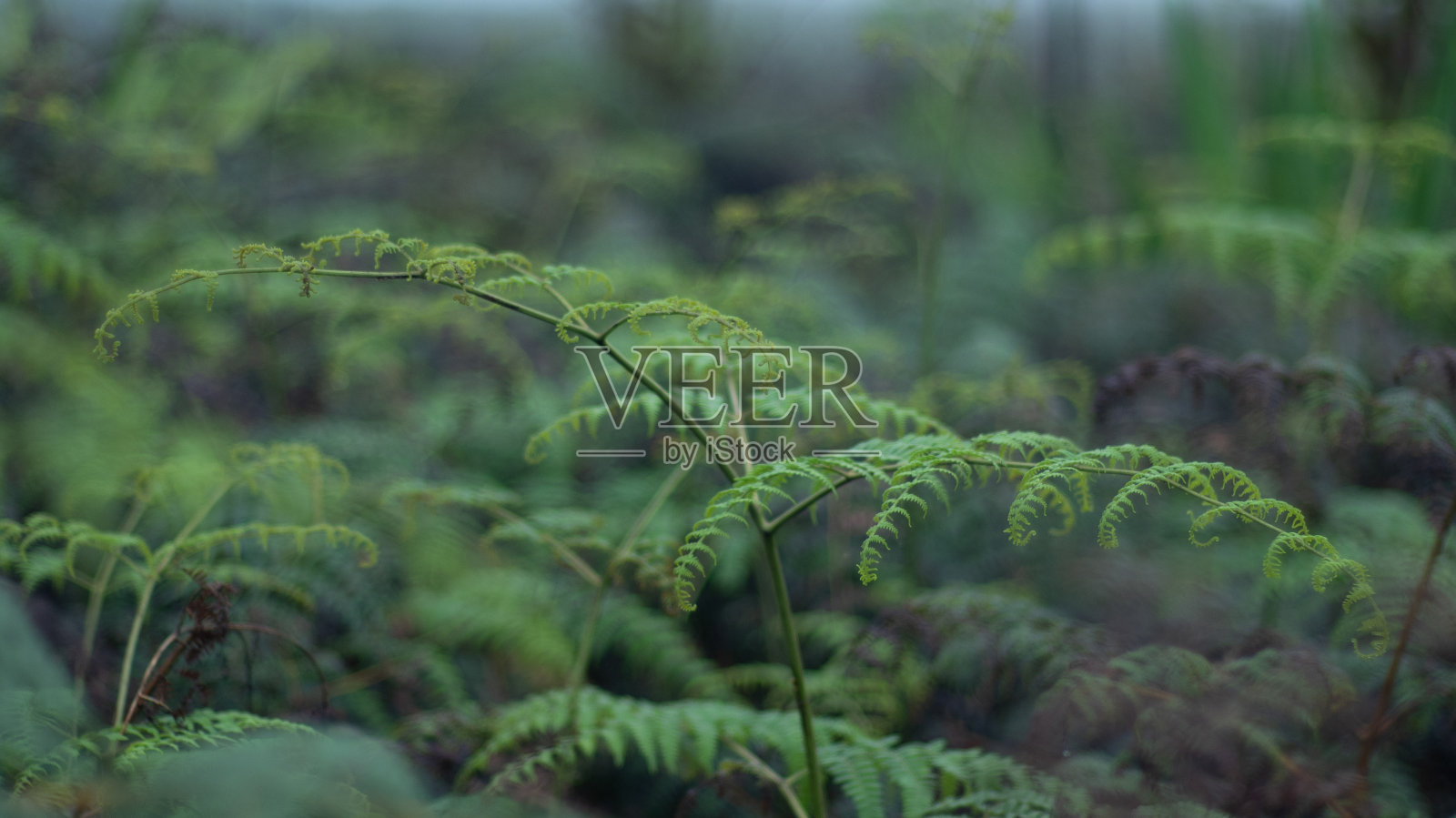 厄瓜多尔雨林中的蕨类植物。照片摄影图片