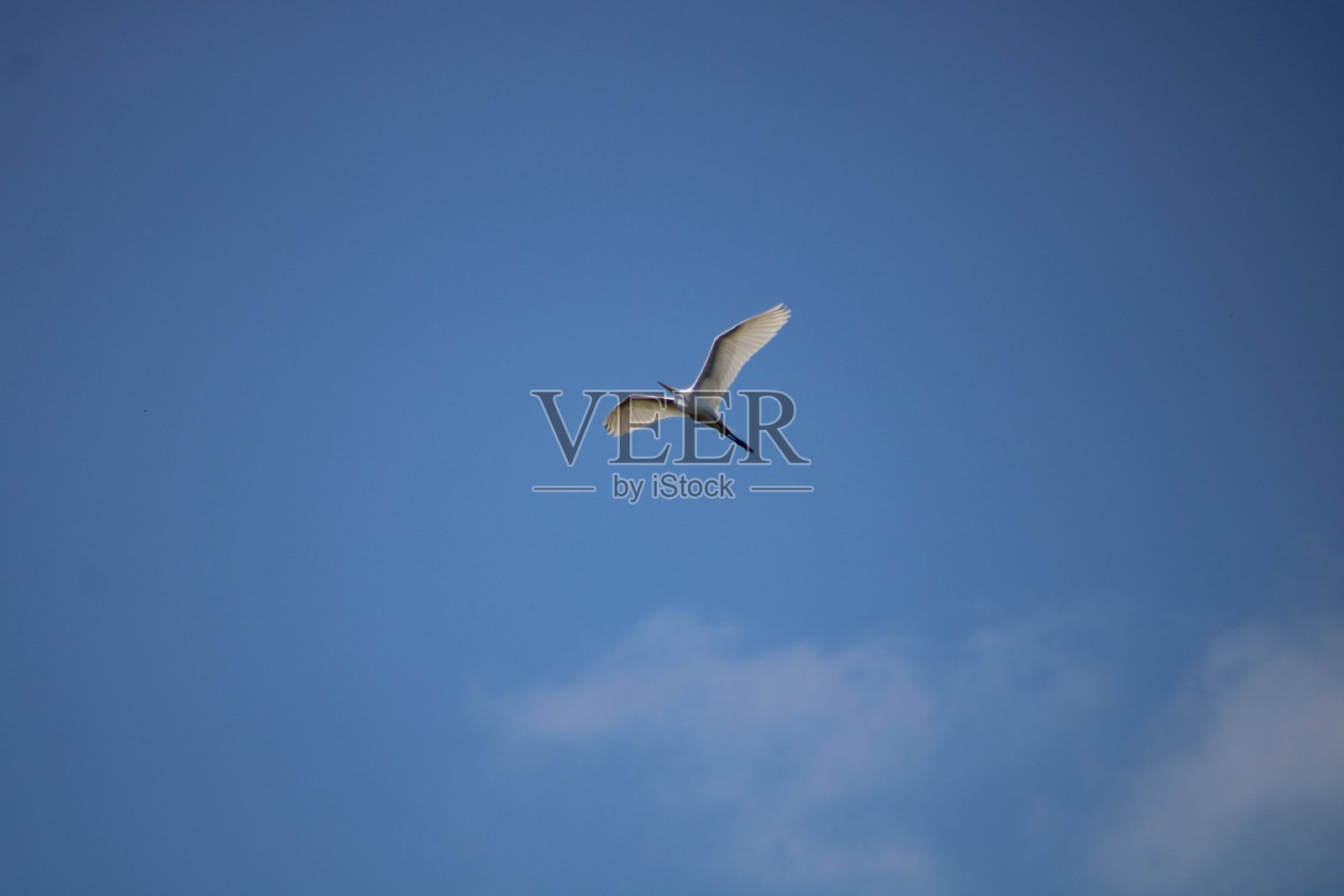 会飞的大白鹭照片摄影图片