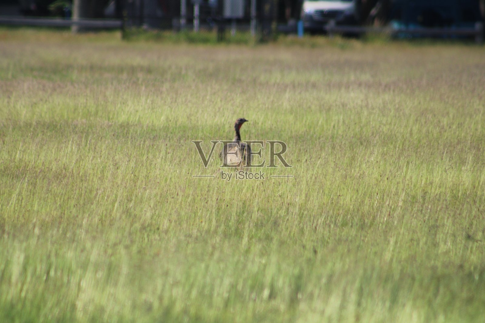 野生火鸡照片摄影图片