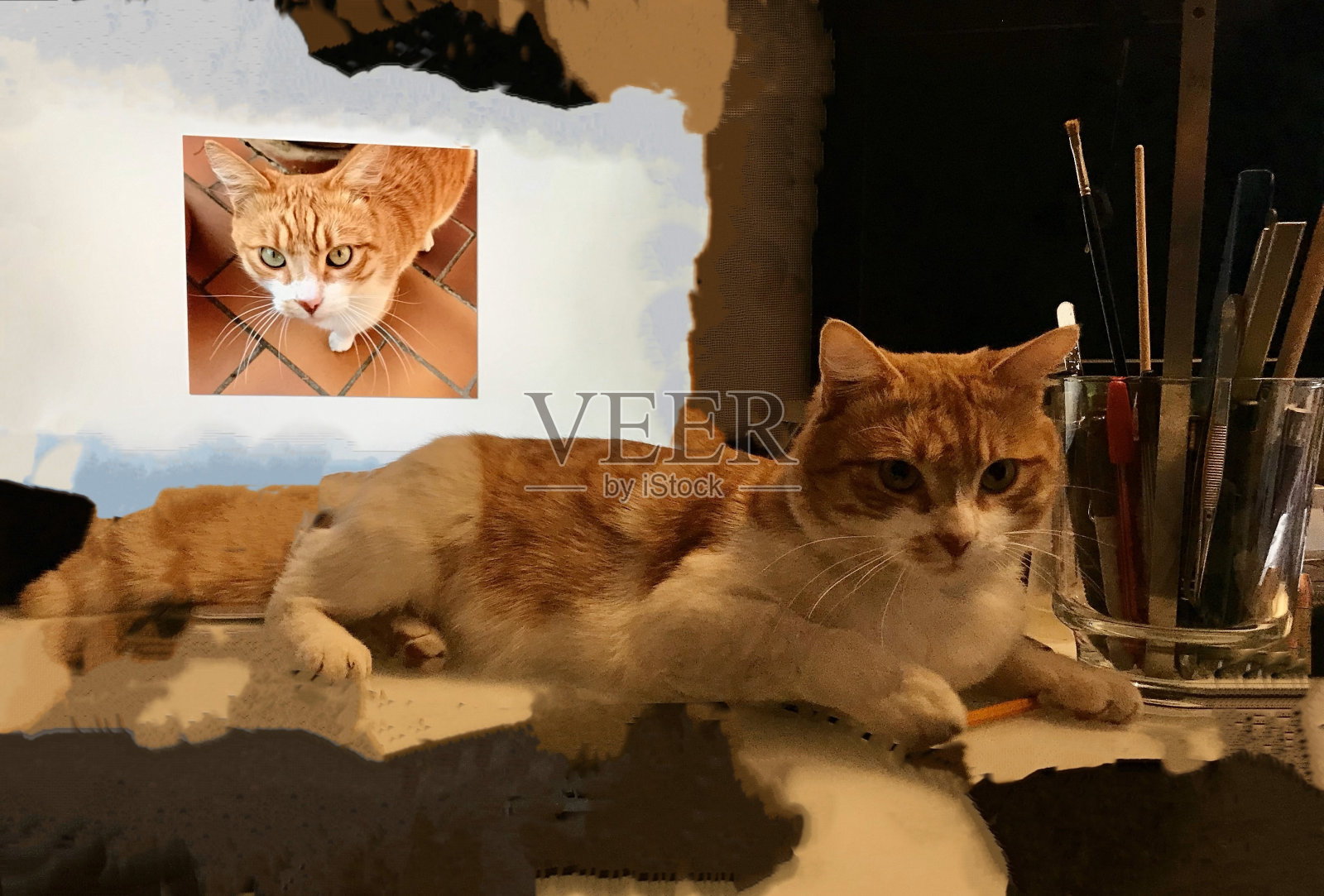 我的猫兰斯洛特照片摄影图片