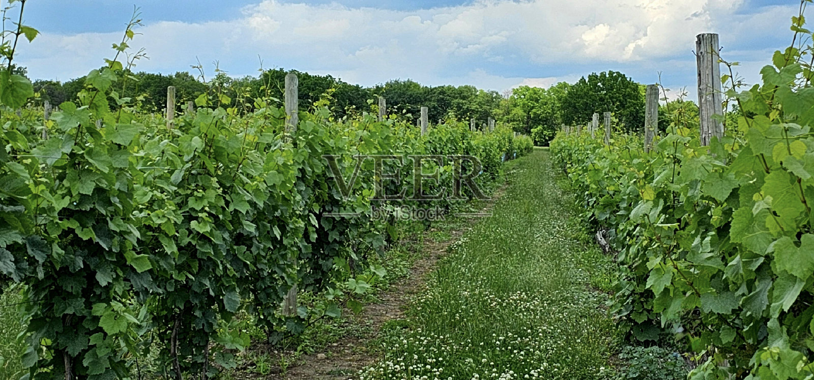 葡萄园里的一长排葡萄藤照片摄影图片