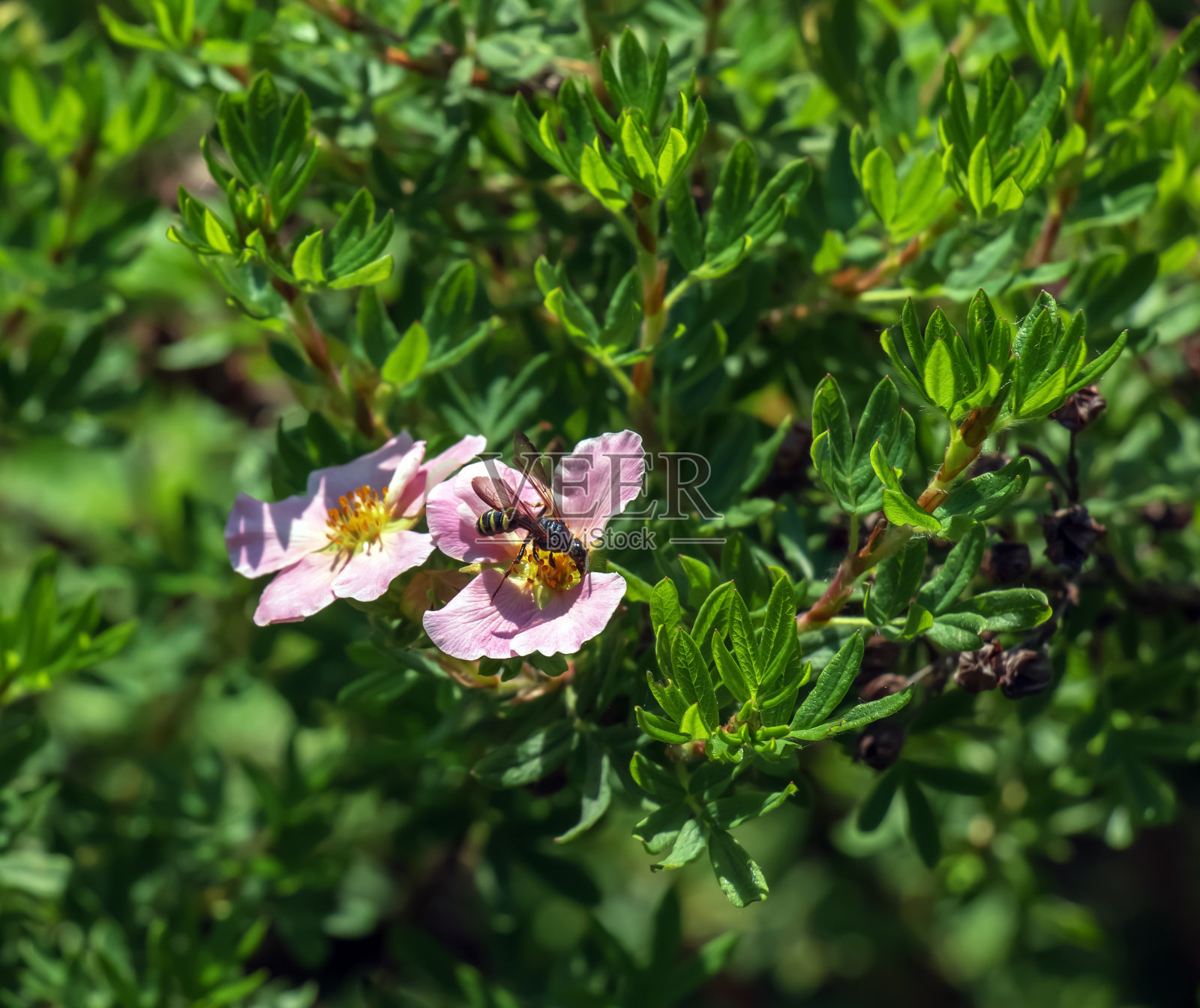 花园里盛开的灌木型五叶菊或公主照片摄影图片