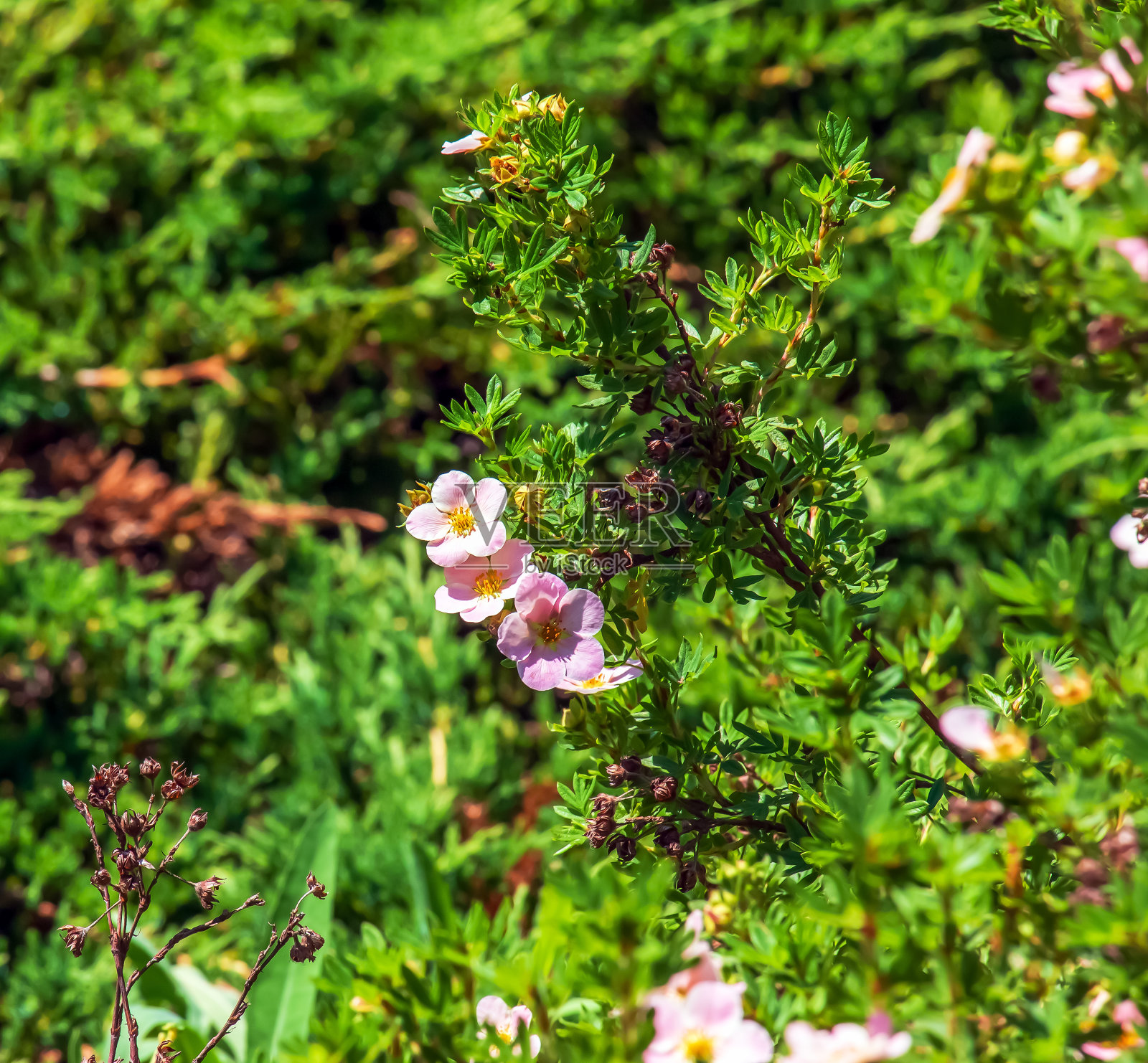 花园里盛开的灌木型五叶菊或公主照片摄影图片