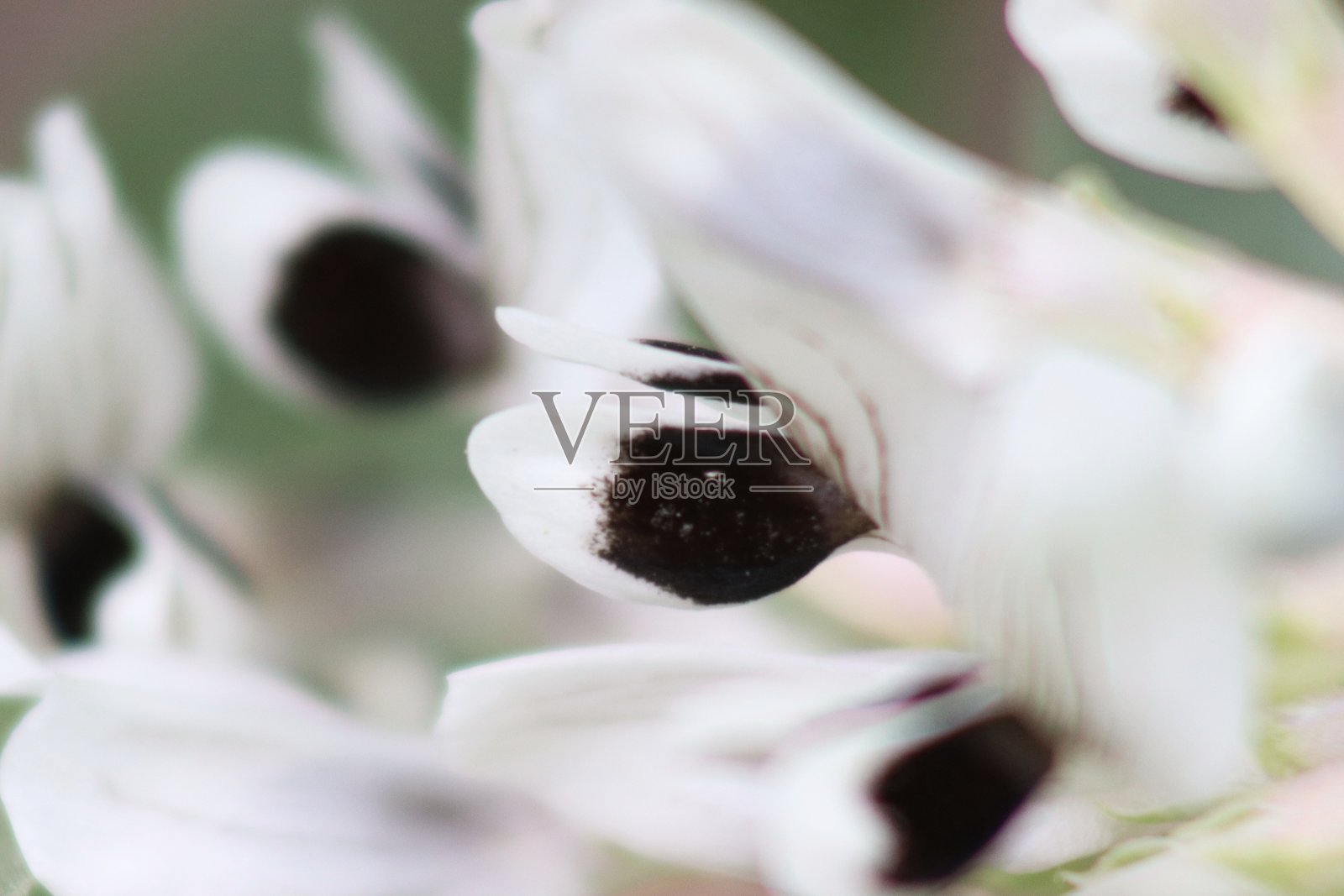 蚕豆花——一种在波兰很流行的蔬菜照片摄影图片