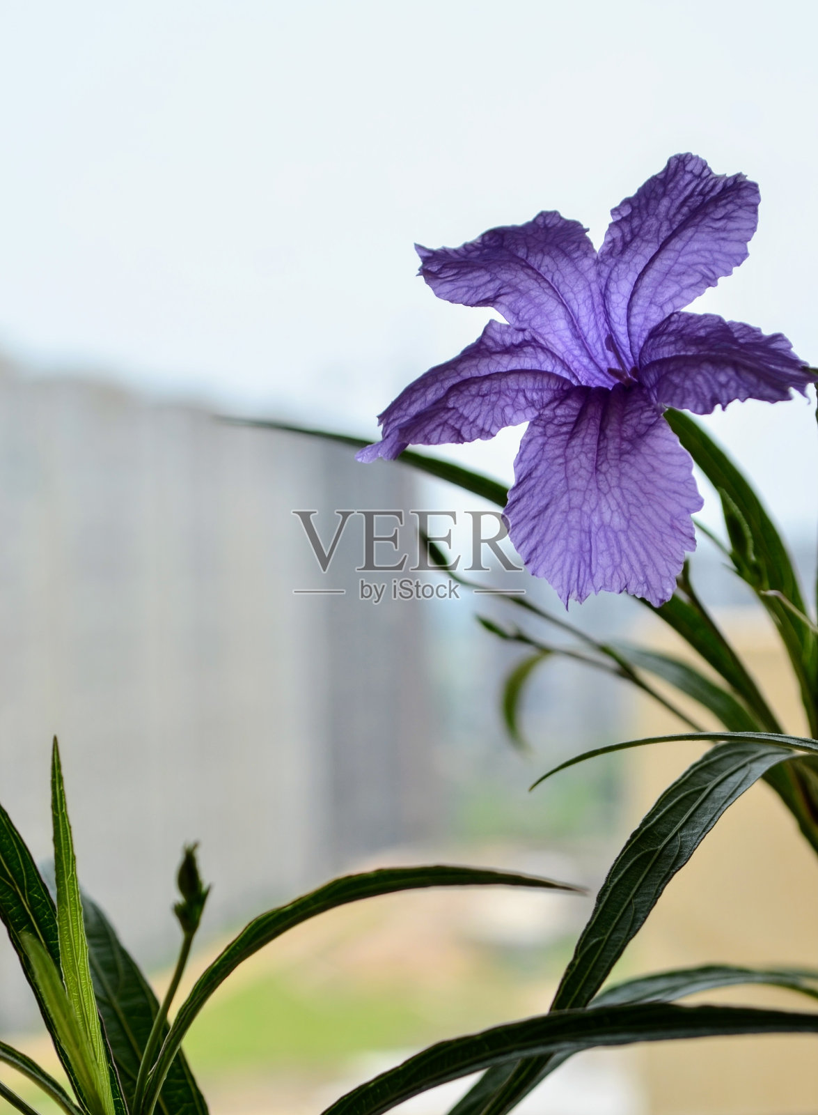 Ruellia simplex，墨西哥矮牵牛花，墨西哥风信子，布里顿野生矮牵牛花是刺科的一种开花植物。多年生常绿植物。紫色的花，有五个花瓣。照片摄影图片