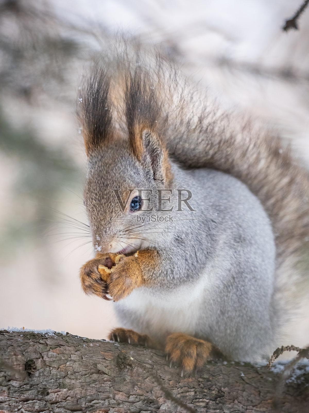 在冬天或深秋，带着坚果的松鼠栖息在树上。照片摄影图片