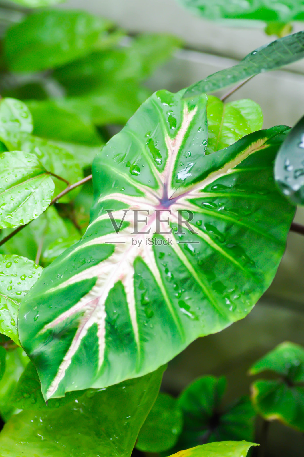 色地花，色地花浅柱状或色地花杂色照片摄影图片