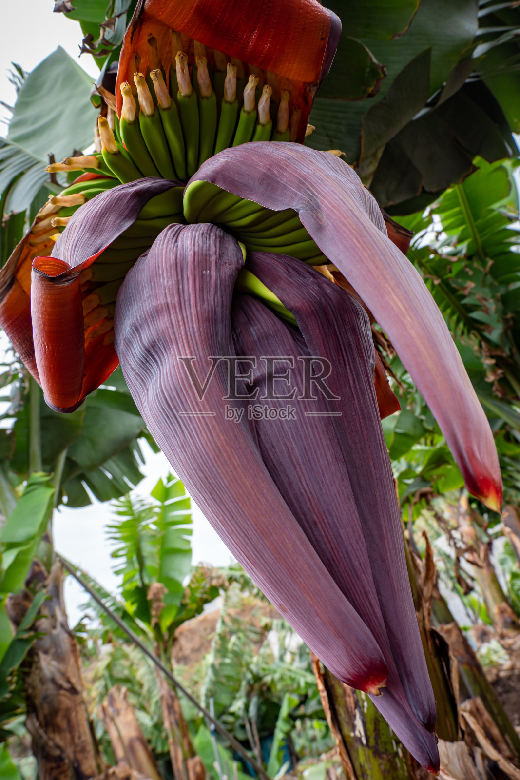 香蕉种植园的大香蕉花照片摄影图片