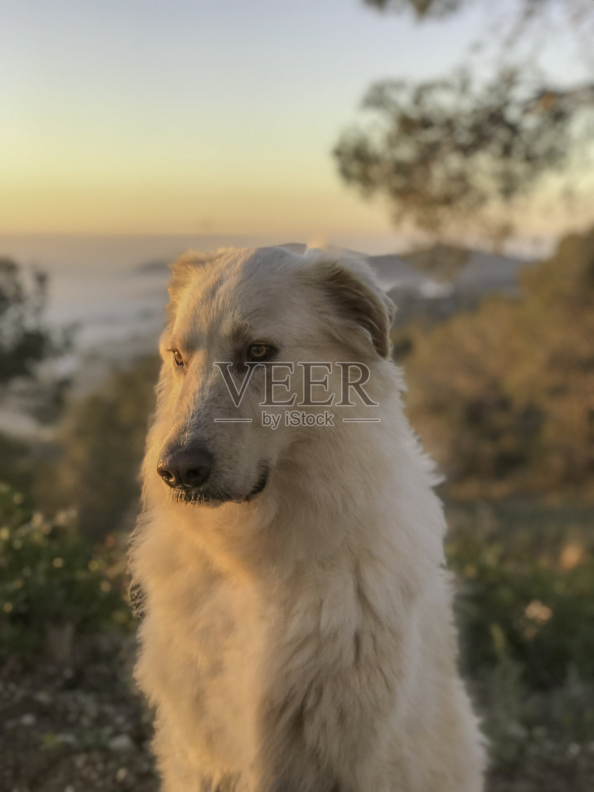 比利牛斯山犬。白色比利牛斯。大白熊犬。比利牛斯山脉的山地犬。大白熊犬照片摄影图片