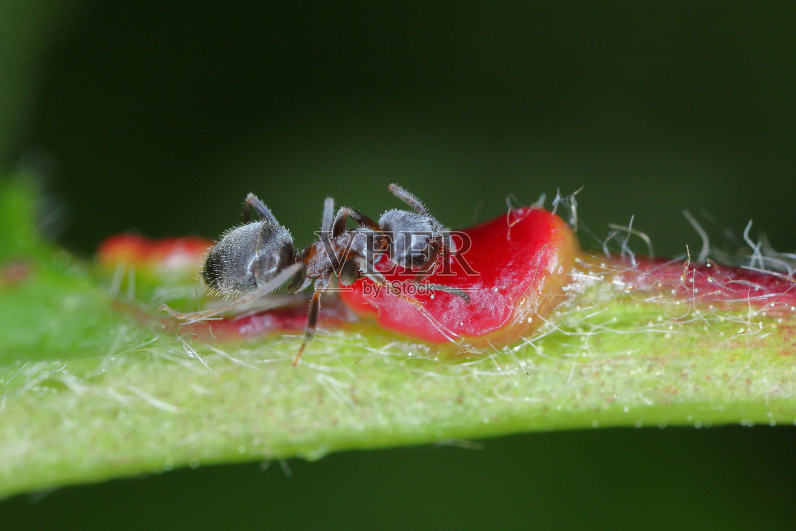 黑蚁，普通黑蚁，园蚁(黑蚁)，以樱桃叶上的花蜜为食。照片摄影图片
