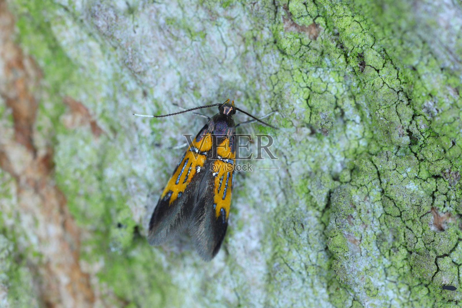 Schiffermuelleria schaefferella。一只小的，彩色的蝴蝶，一只在果园树皮上的蛾科。照片摄影图片