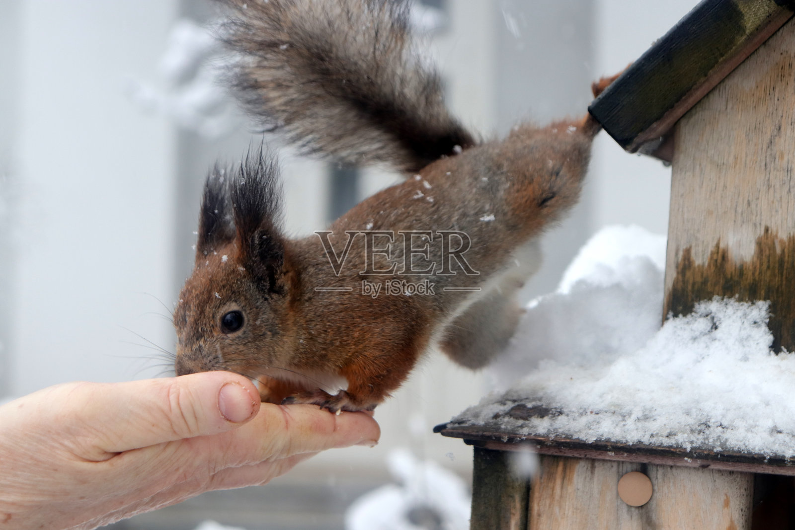 松鼠正在吃手中的坚果照片摄影图片