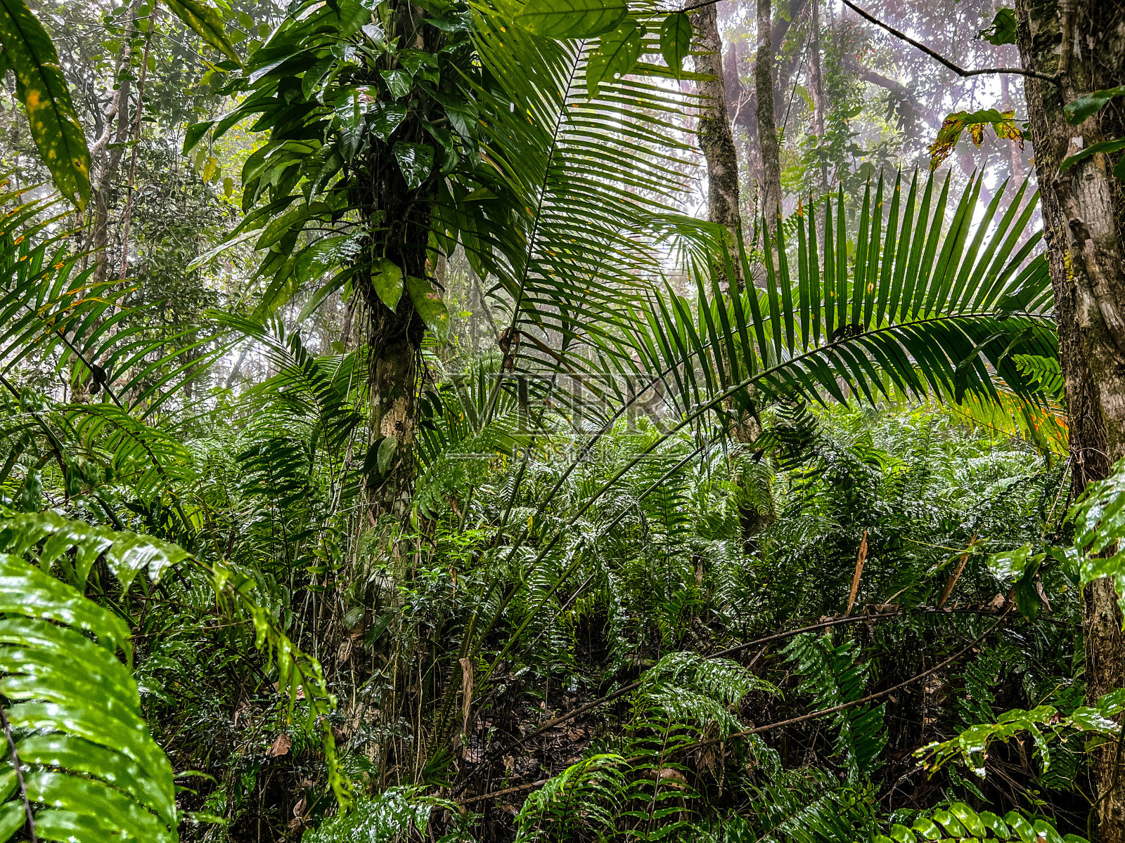 热带雨林照片摄影图片