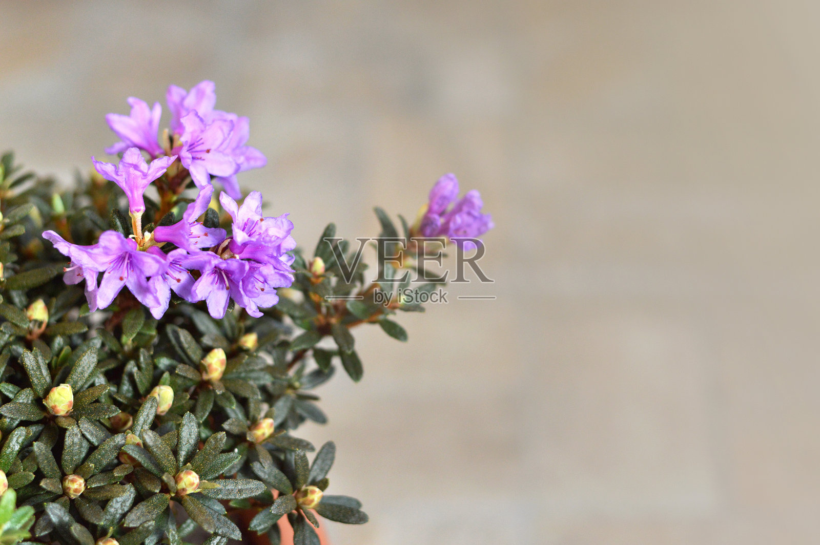 中国矮杜鹃花背景与拷贝空间照片摄影图片