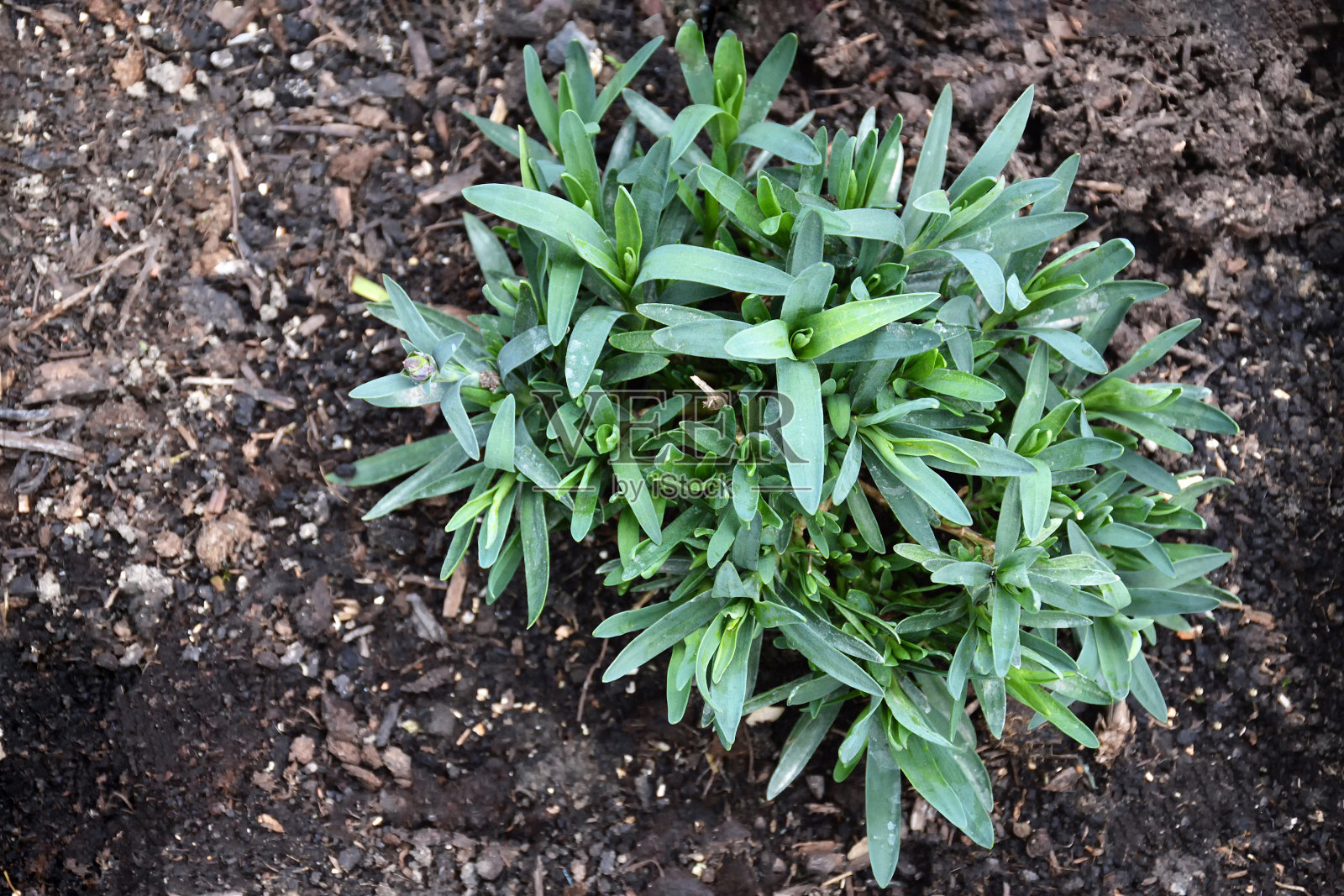 春天形态的康乃馨(石竹)照片摄影图片