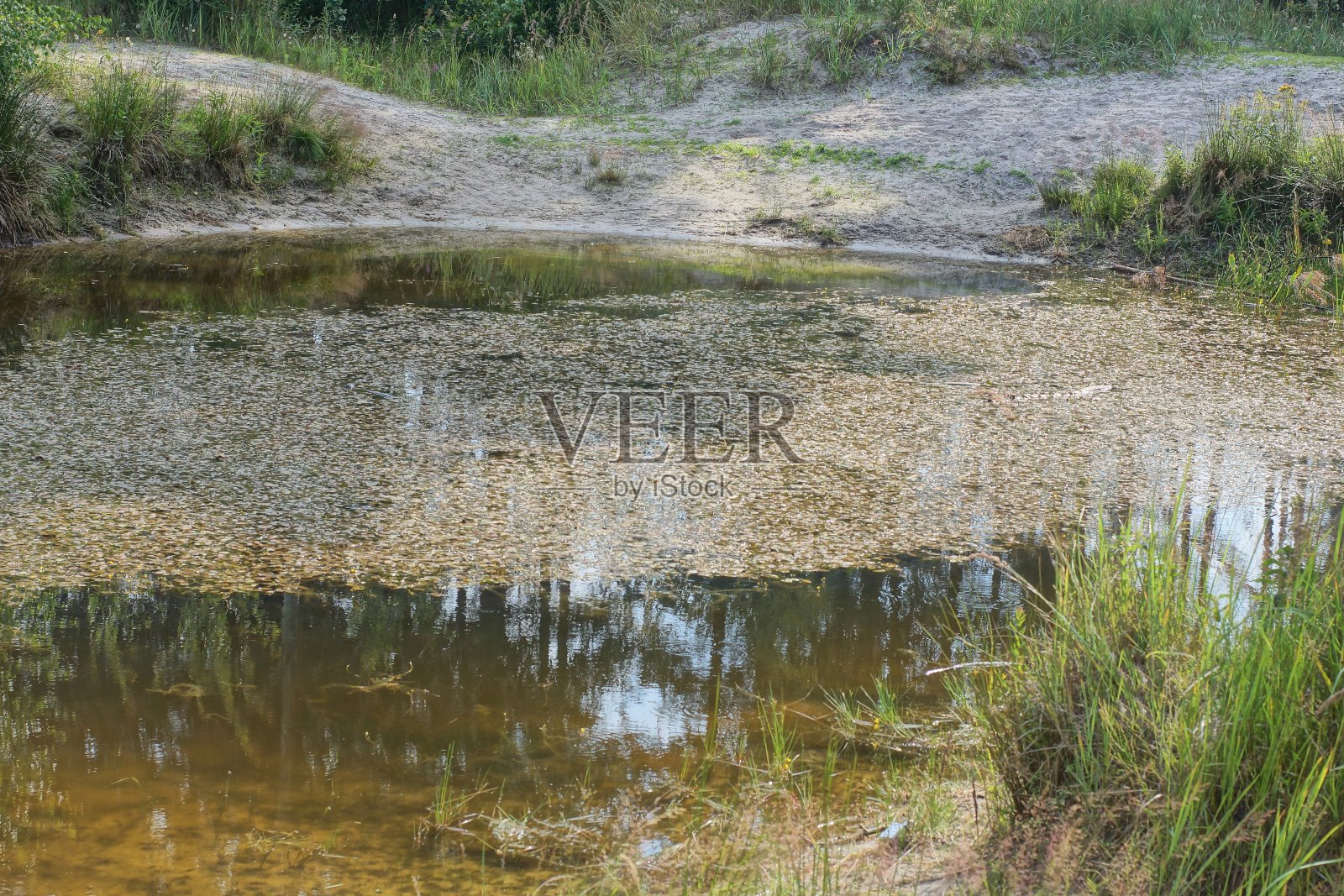 一个长满绿褐藻和草的小湖的一部分照片摄影图片