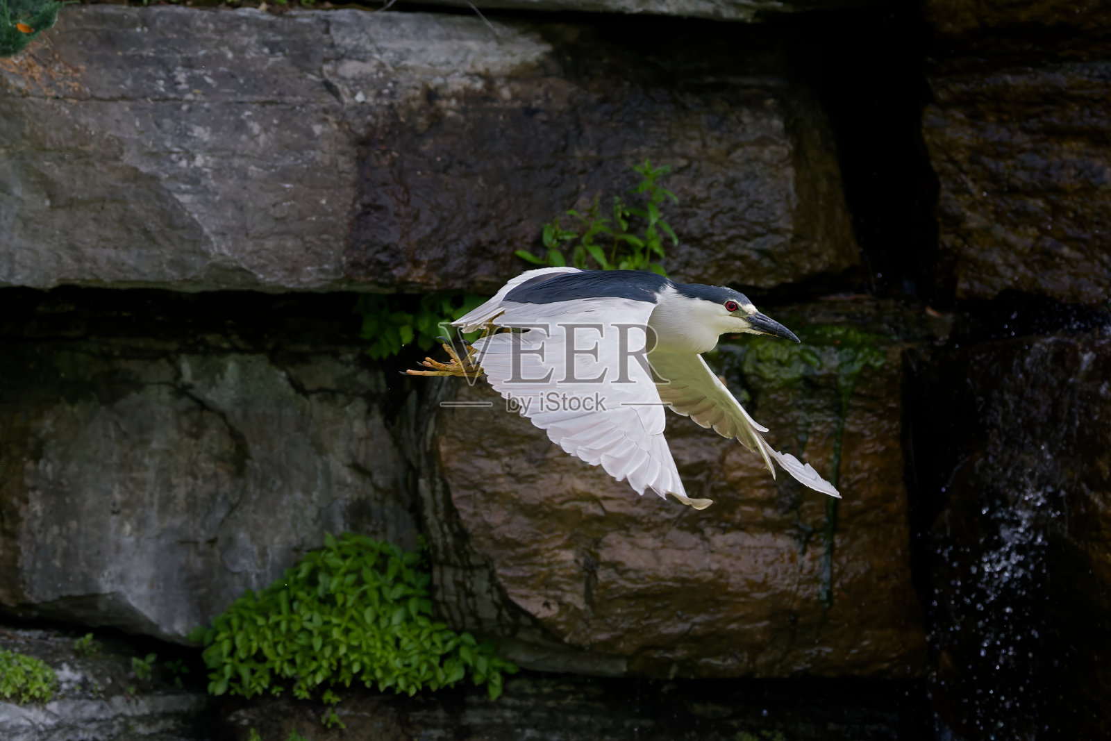 黑冠夜鹭(Nycticorax)照片摄影图片