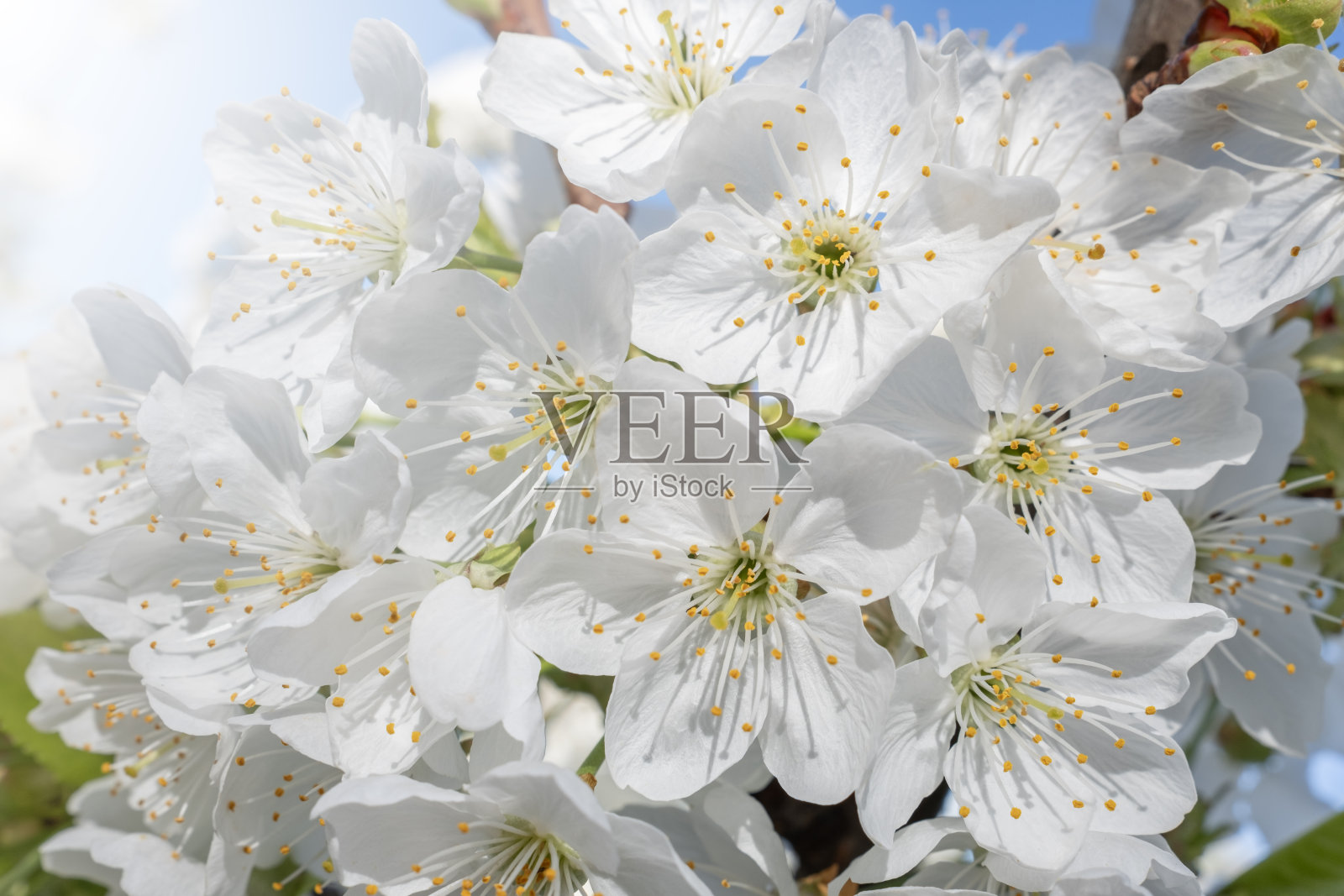 樱花照片摄影图片