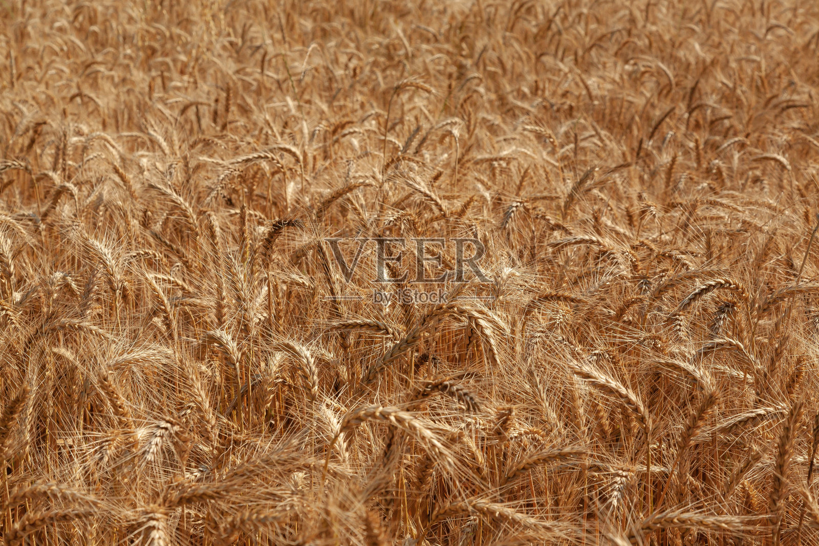 金色的麦田。丰富的收获。照片摄影图片