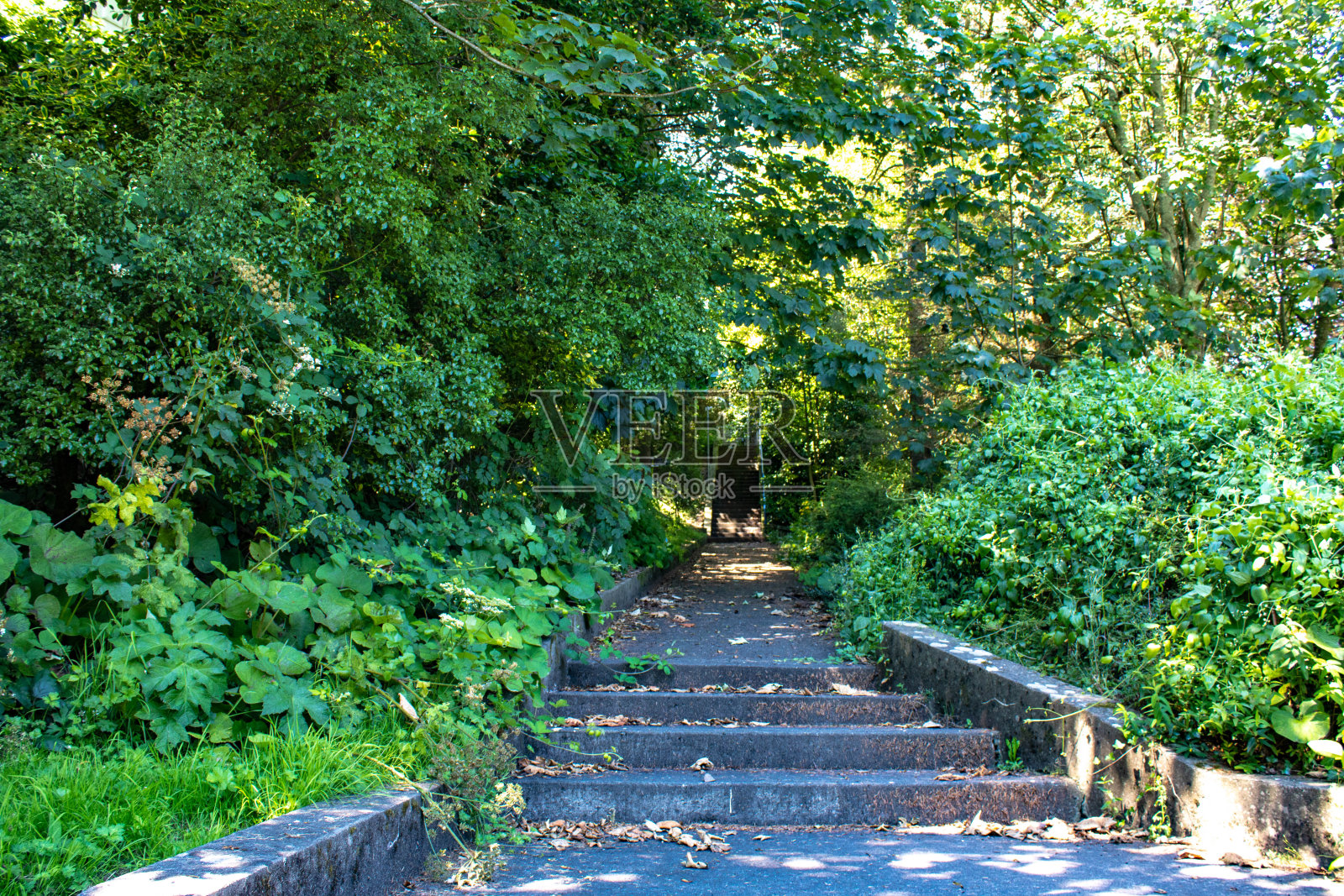 穿越西科克的夏日爱尔兰风光照片摄影图片