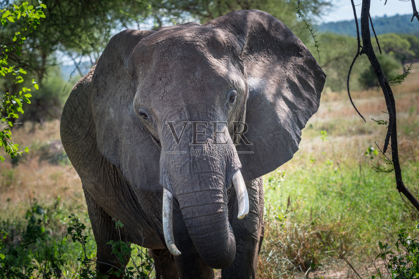 灌木丛中的野生非洲象照片摄影图片