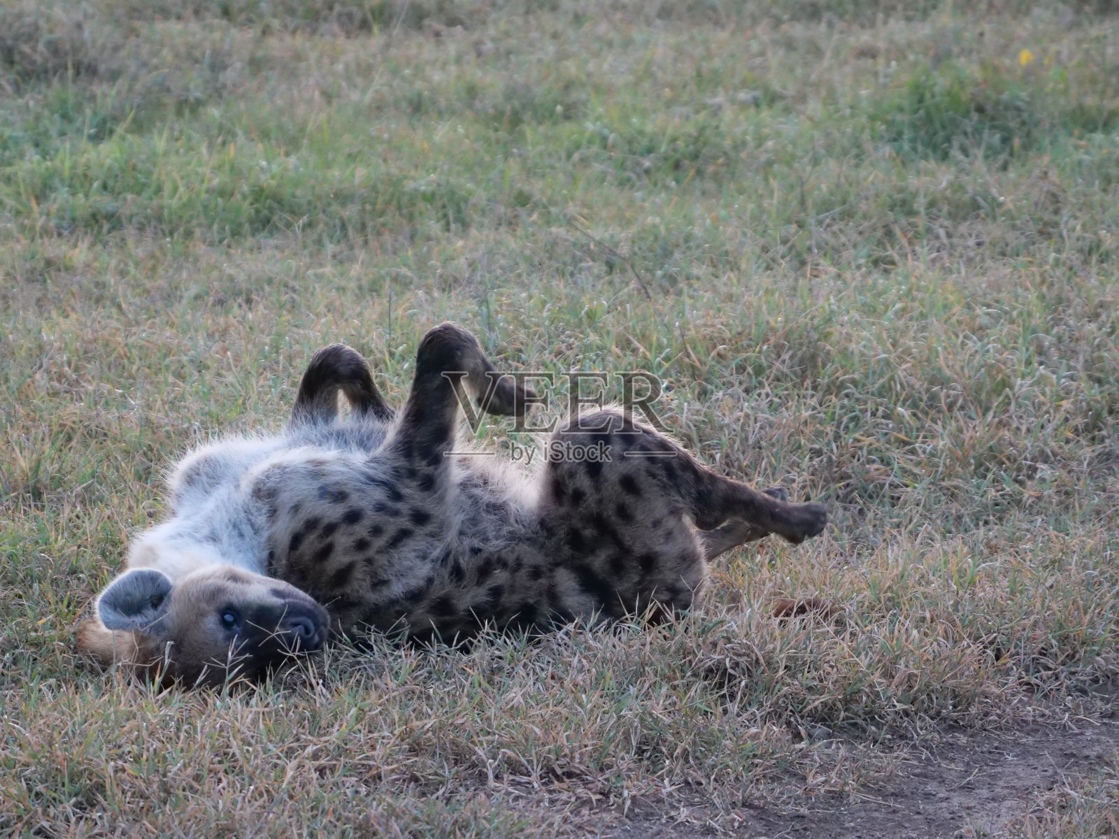 斑点鬣狗照片摄影图片