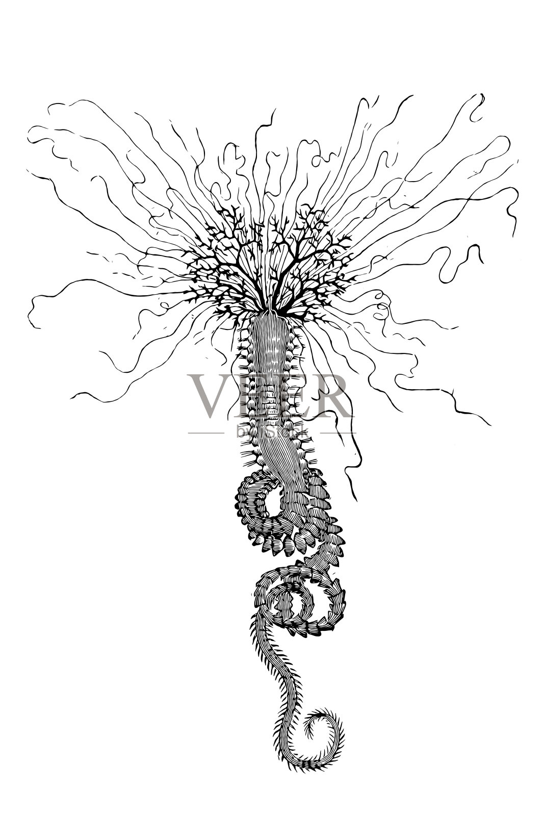海虫，特里贝拉·埃玛利纳插画图片素材