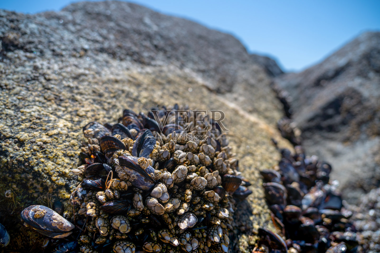 这是加利福尼亚海岸岩石上的藤壶照片摄影图片