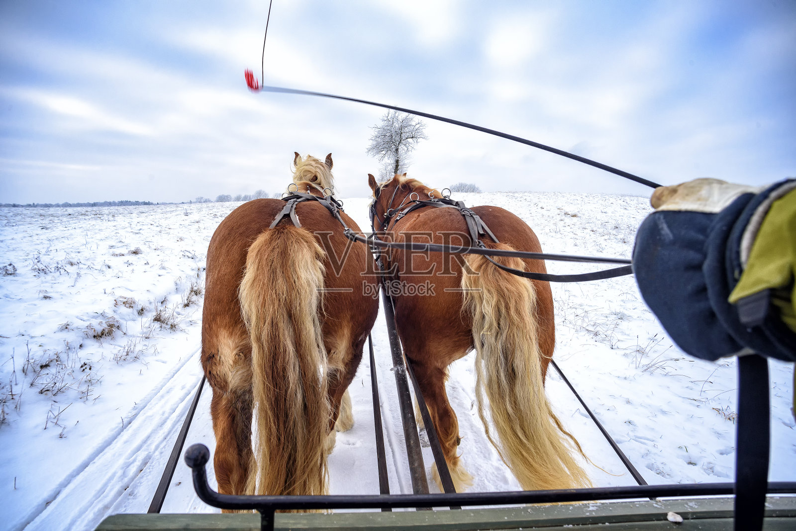 在马苏里亚玩雪橇照片摄影图片