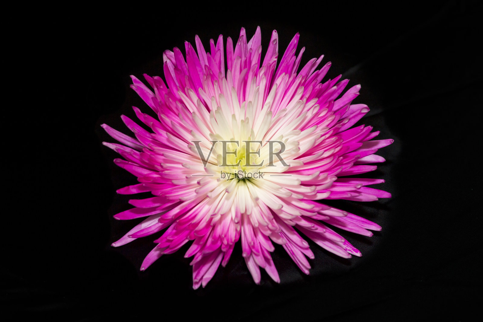 粉红色和白色菊花照片摄影图片