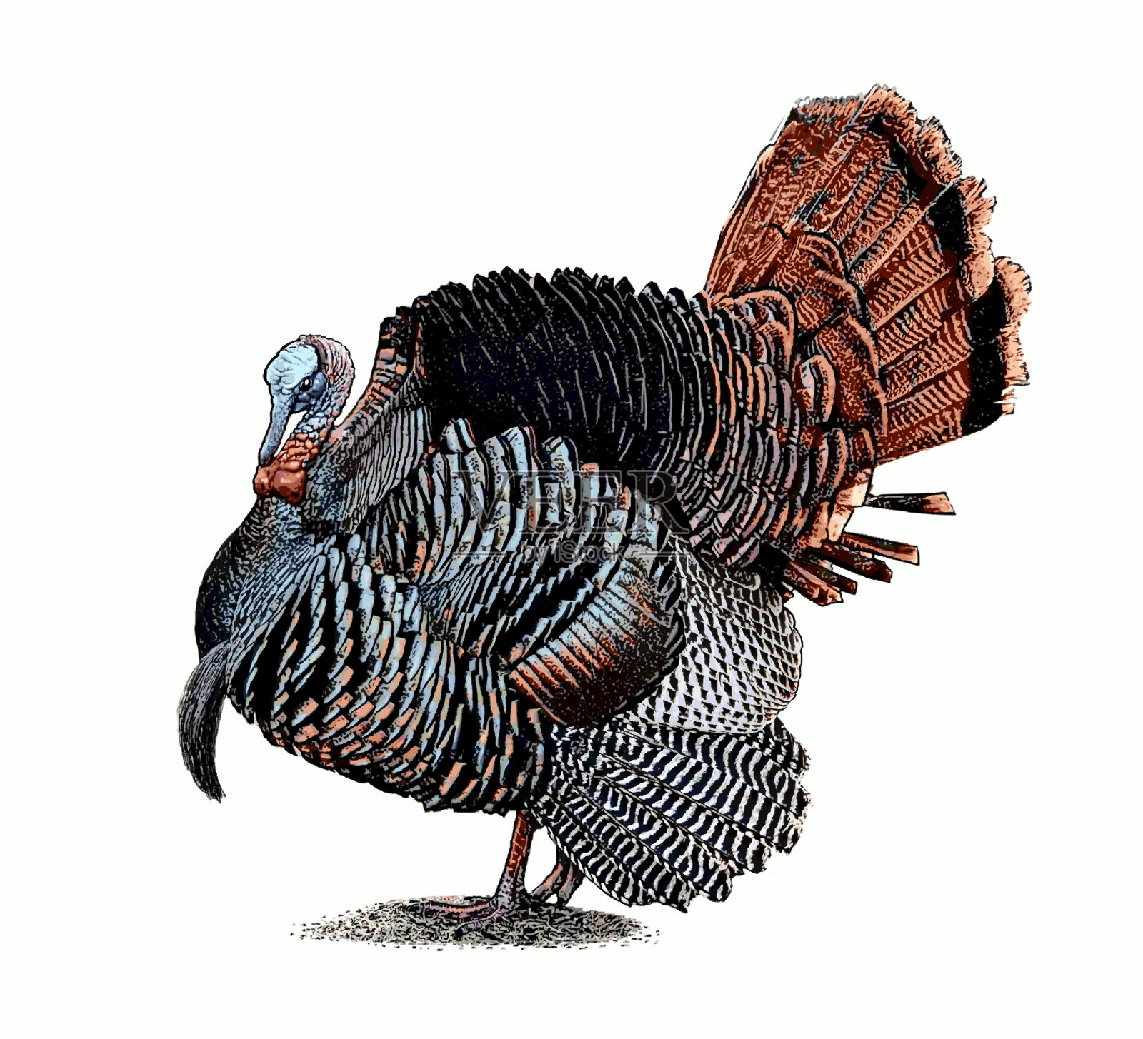 野生火鸡昂首阔步插画图片素材