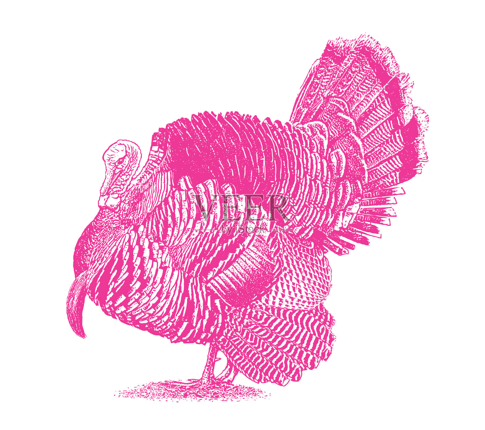 野生火鸡昂首阔步插画图片素材