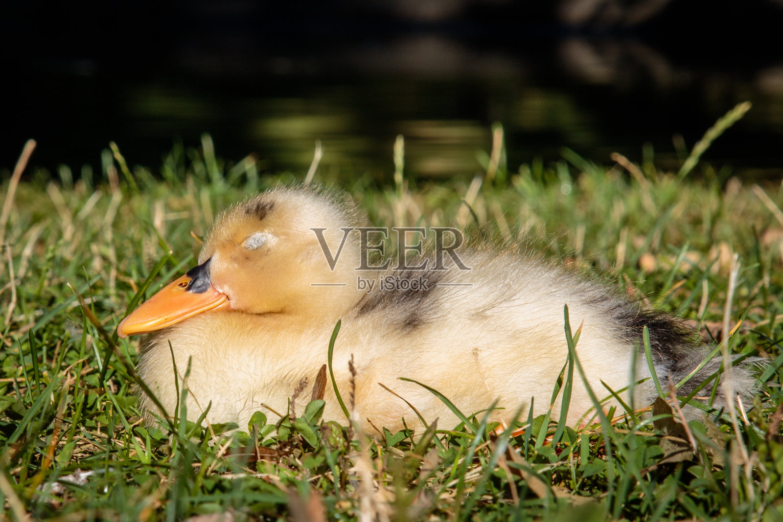 睡美人照片摄影图片