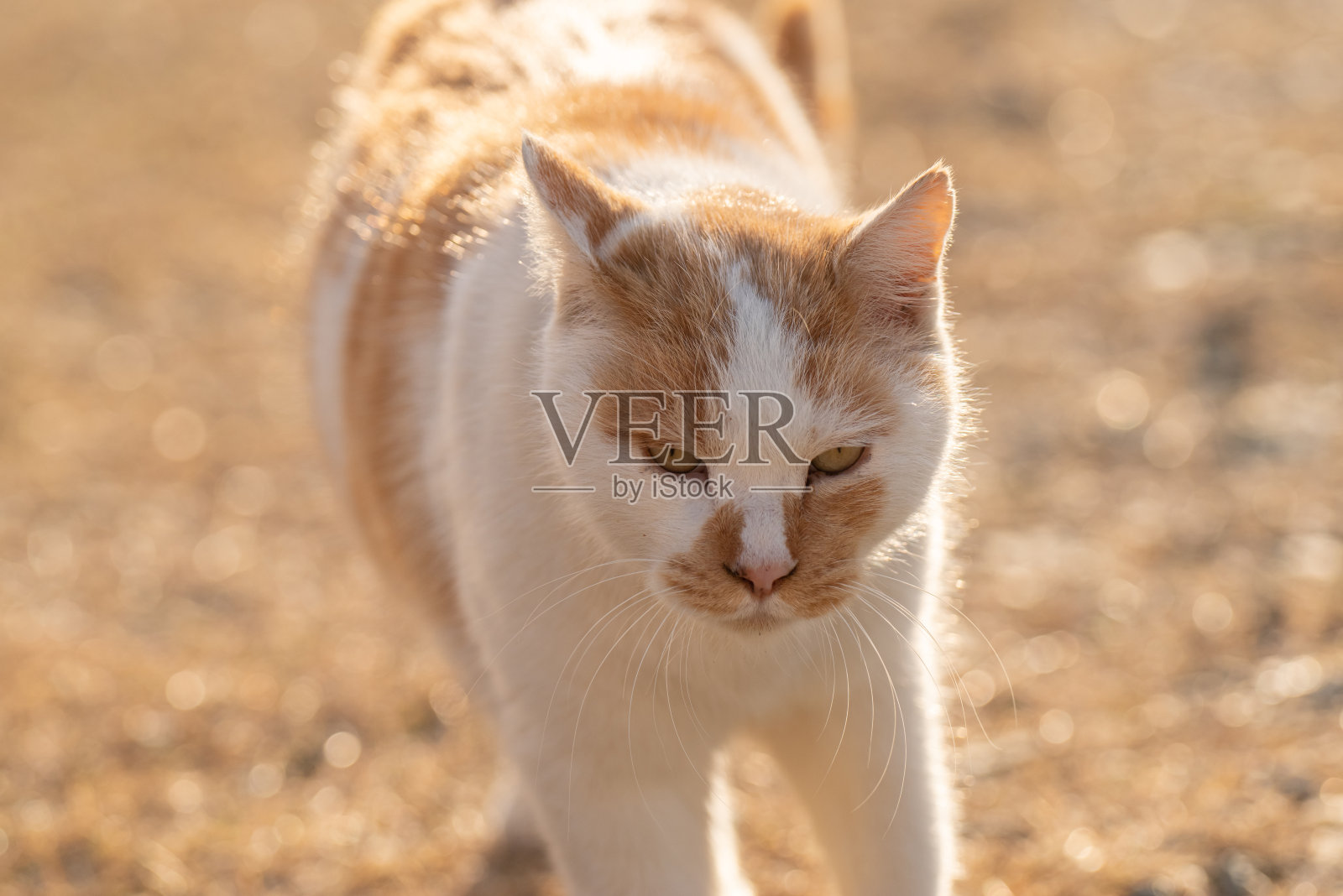 走猫照片摄影图片