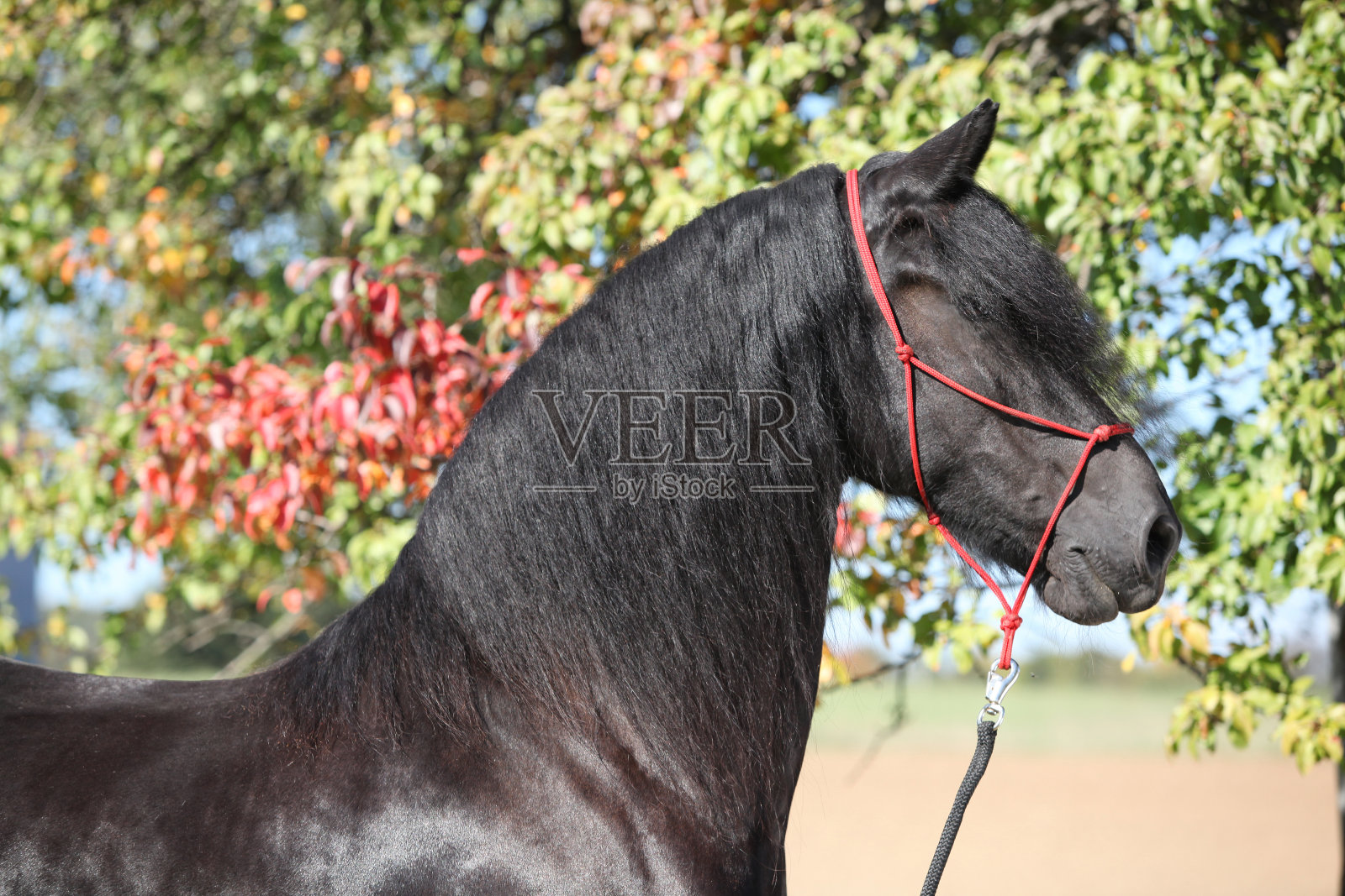 惊人的黑白花马照片摄影图片