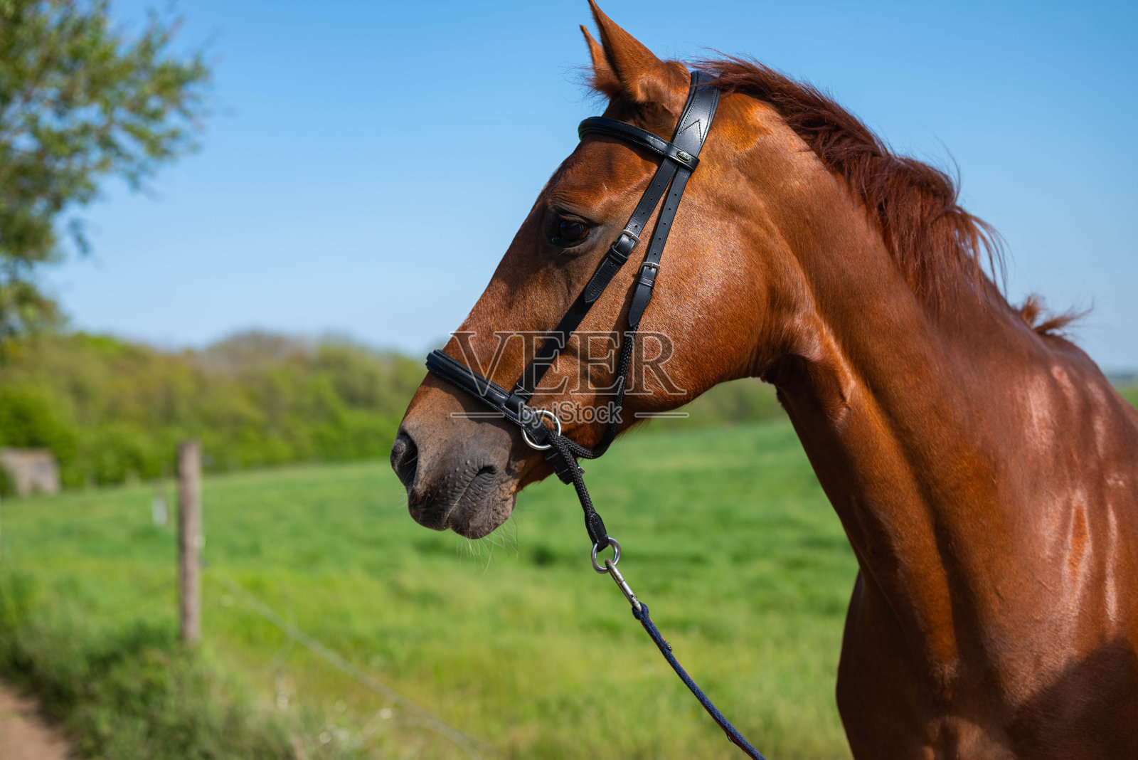 特写肖像的一边，一个美丽的棕色栗色母马的脸与笼头和绿色草地的背景照片摄影图片