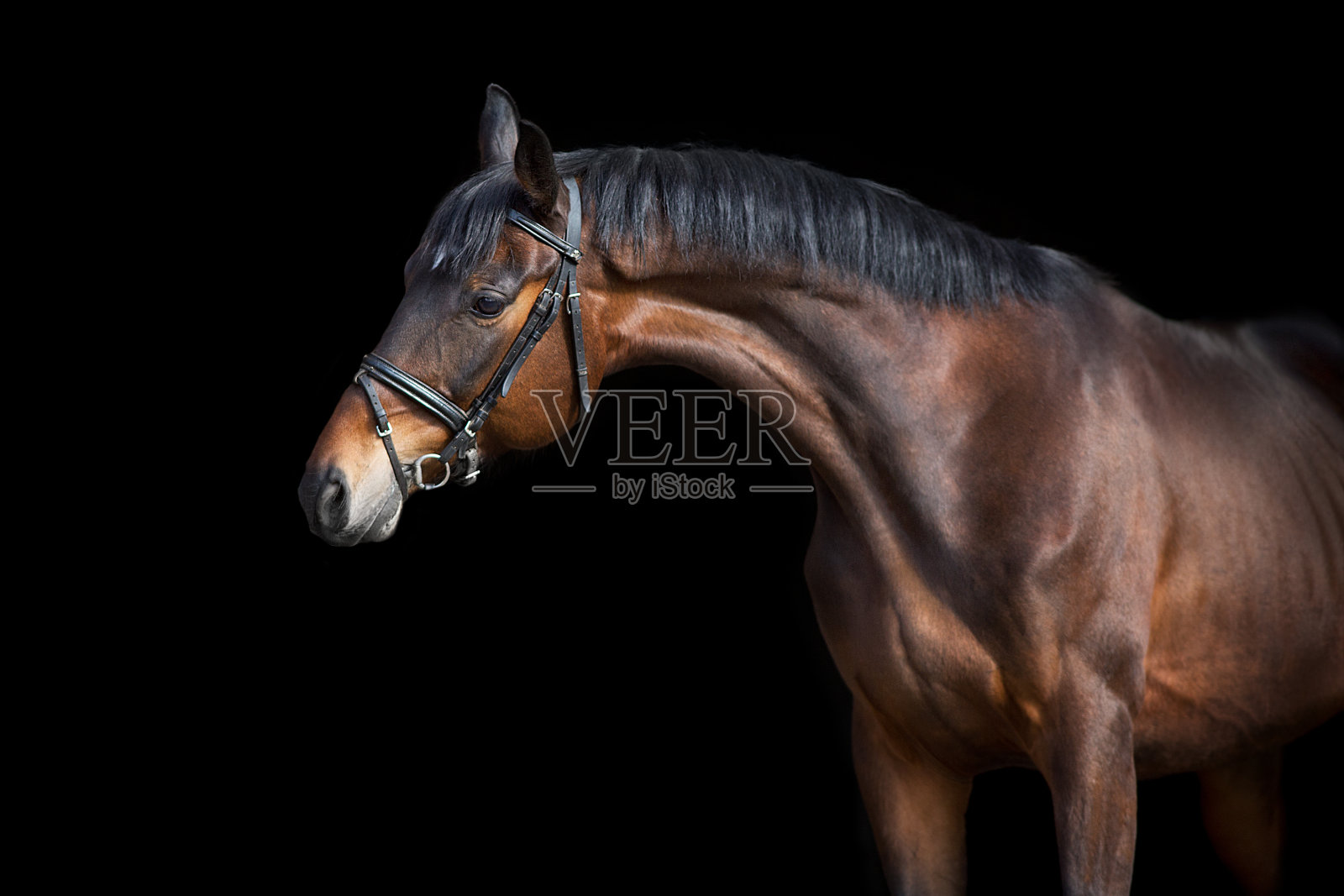 黑马带笼头照片摄影图片