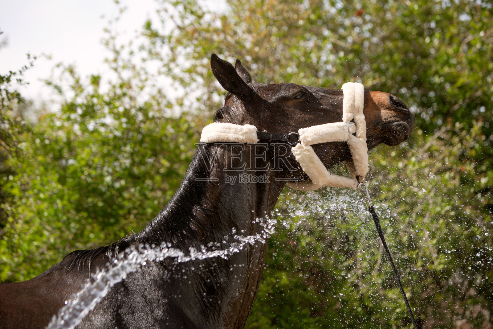 阳光明媚的夏天洗马过程照片照片摄影图片