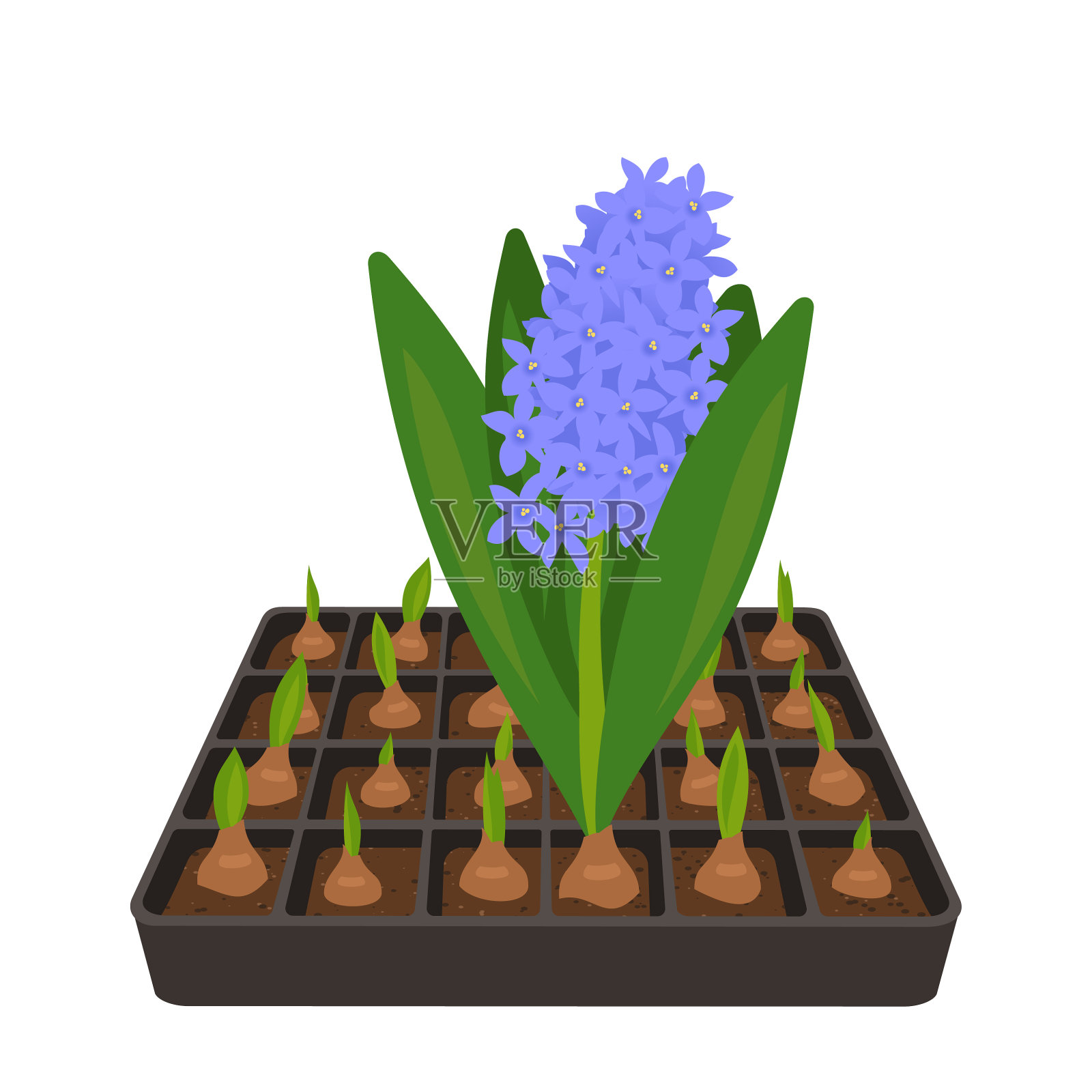 蓝色风信子花插画图片素材