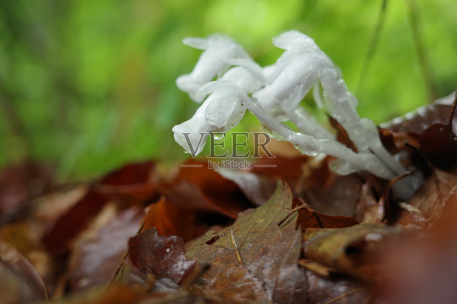 中山的植物:在阔叶林的落叶中盛开的银三叶草照片摄影图片