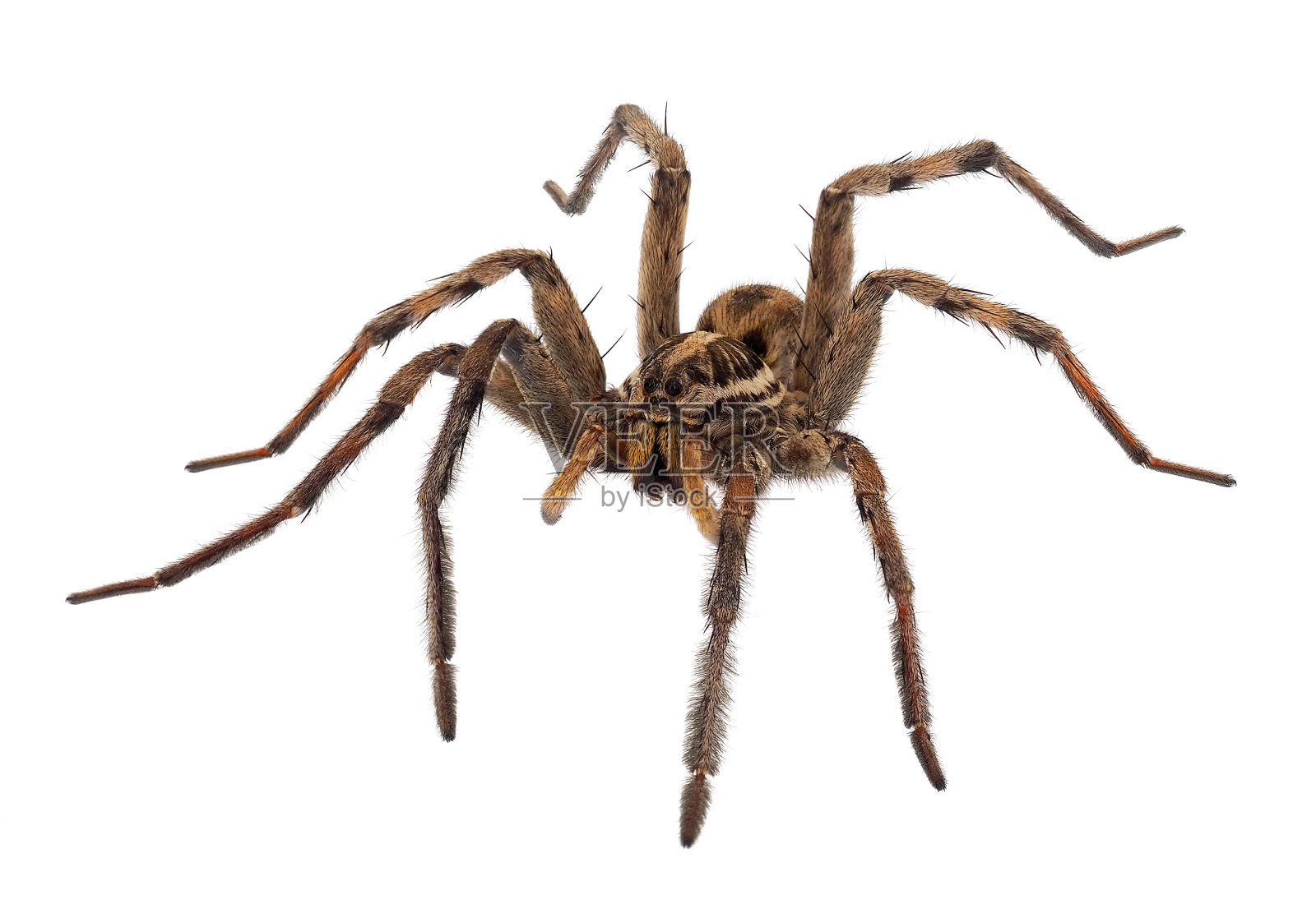 白底分离的辐射狼蛛照片摄影图片