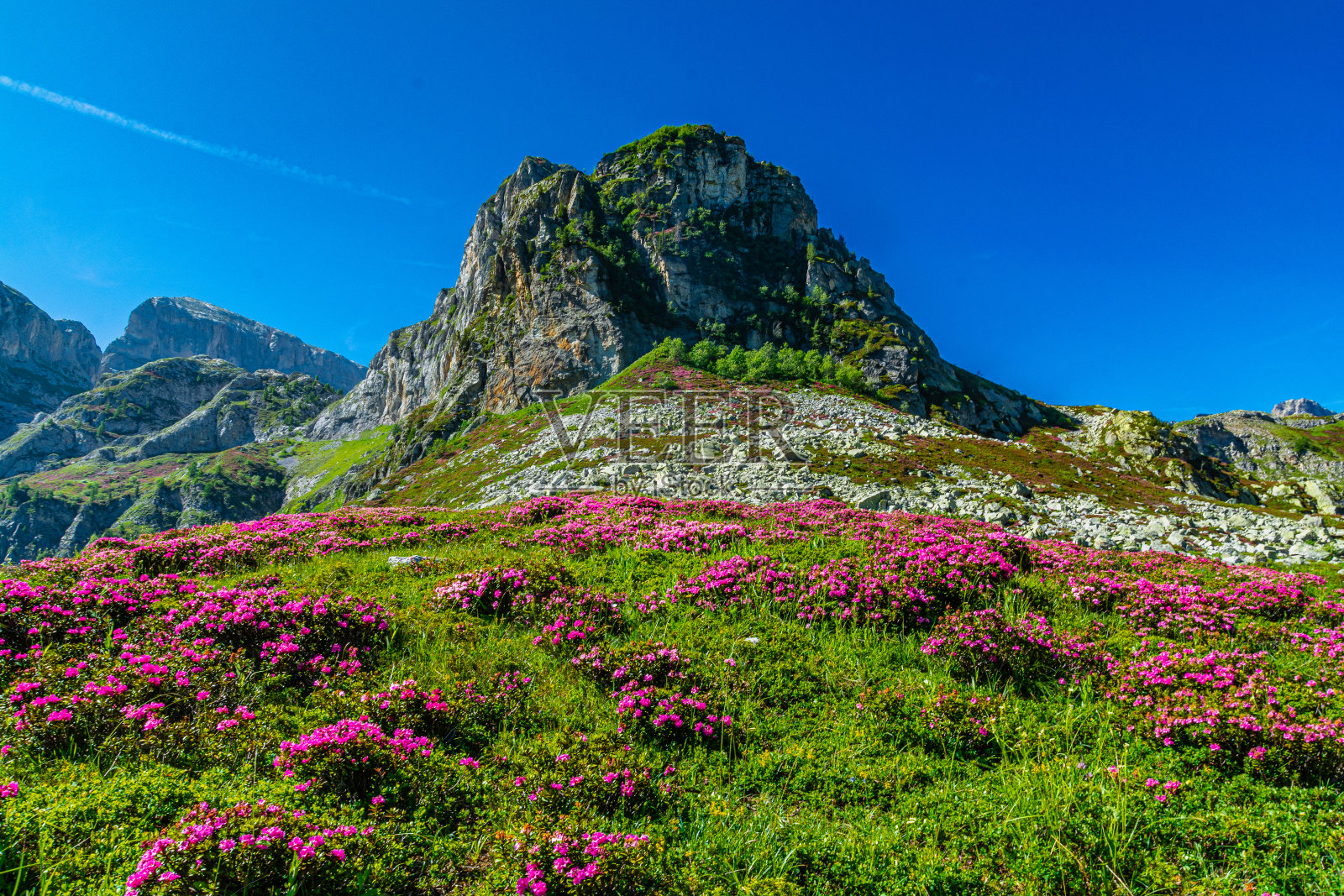 埃莱罗山谷的春天，在湖泊、山峰和盛开的杜鹃花之间(Mondovì - Cuneo)照片摄影图片