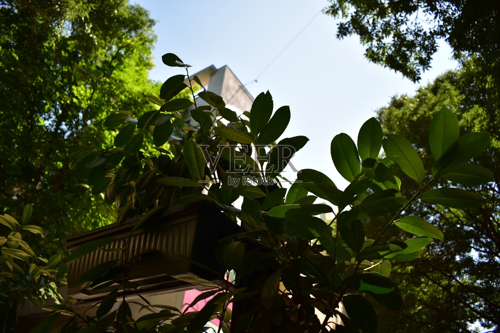 公园里的树，背景是建筑照片摄影图片