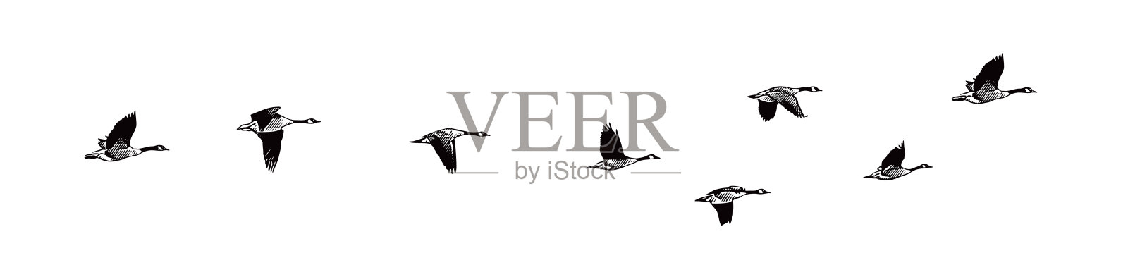 排成v字形飞行的加拿大鹅群插画图片素材