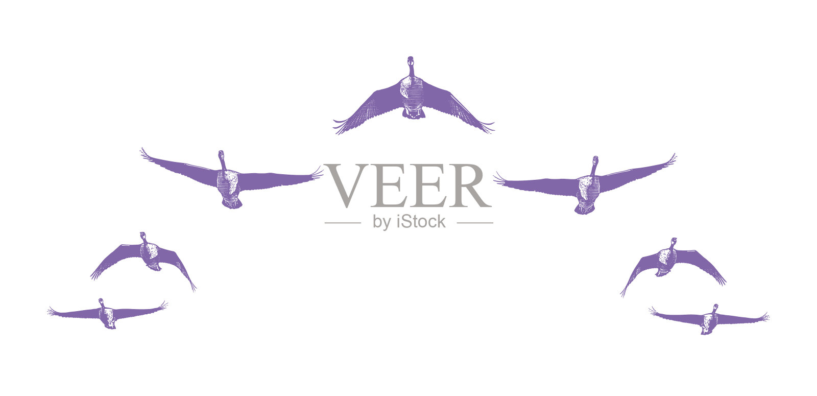 一群加拿大大雁以v字形编队飞行插画图片素材