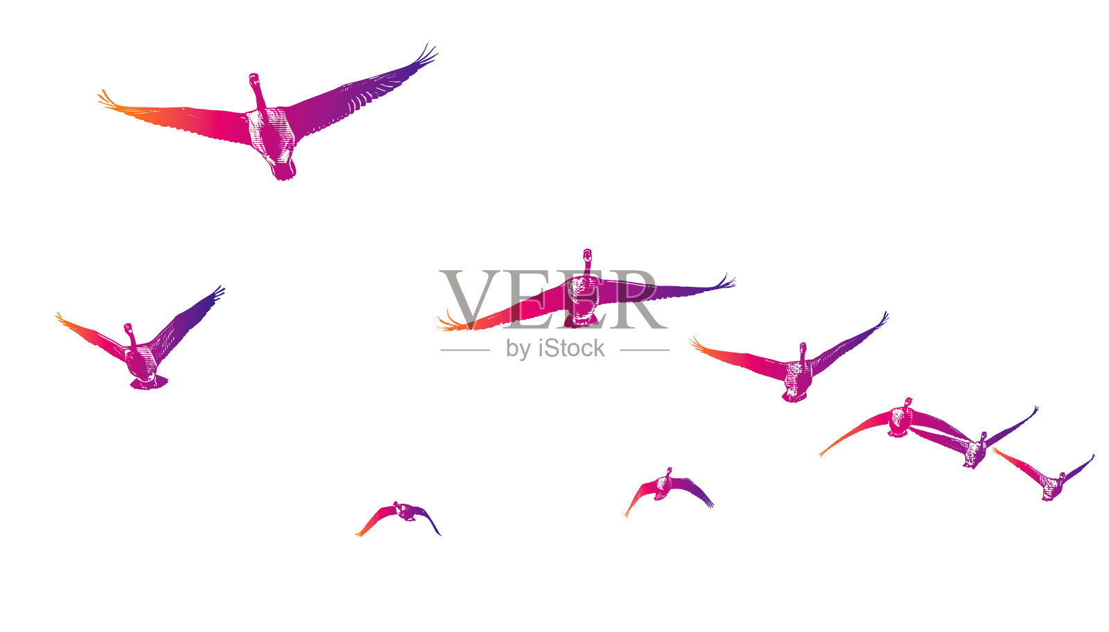 以v字形编队飞行的加拿大鹅插画图片素材