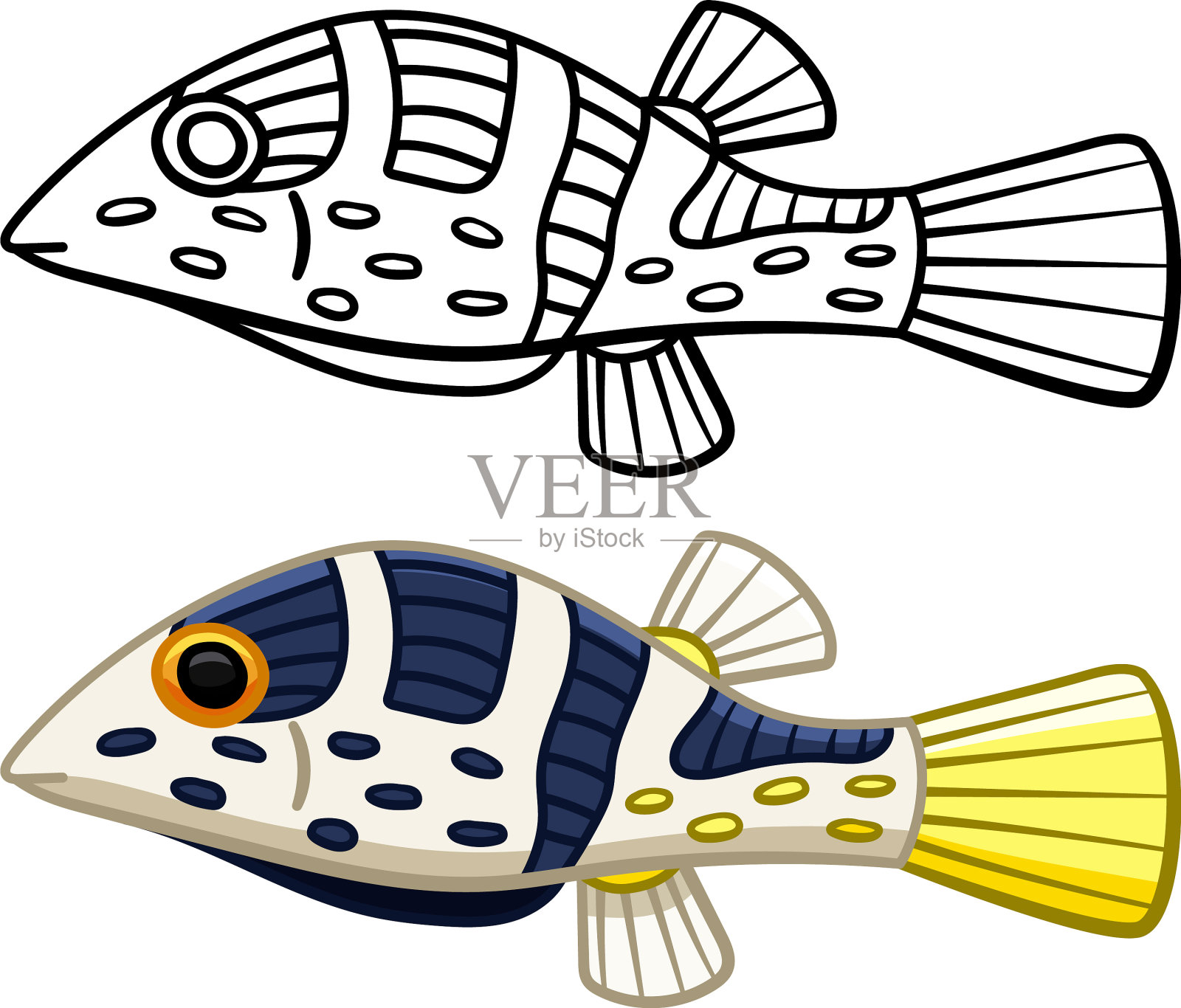 瓦伦汀的尖鼻河豚有两个版本插画图片素材