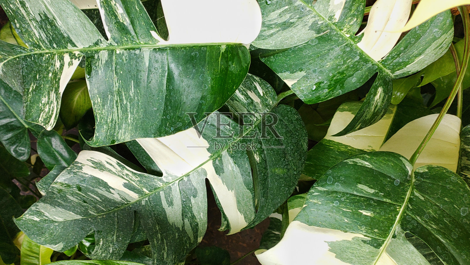 斑叶菊照片摄影图片